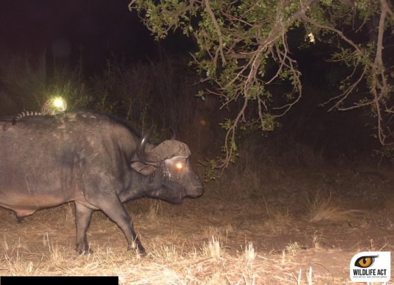 Illustration for article titled Oh nothing, just a genet riding a buffalo